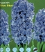 hyacinth Star.jpg